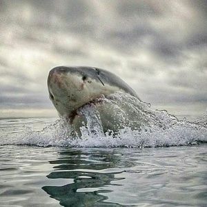 Meet your Posher, Chad